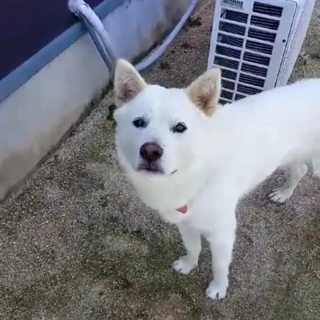냥순이