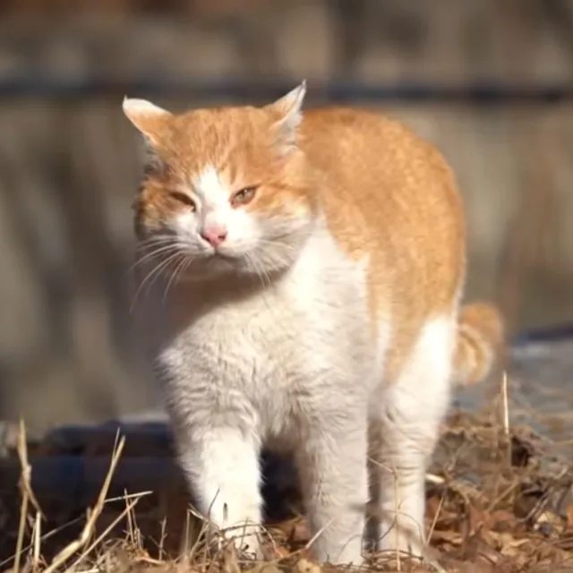 팀다