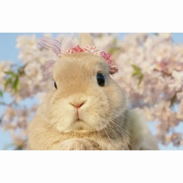 레빗님햐