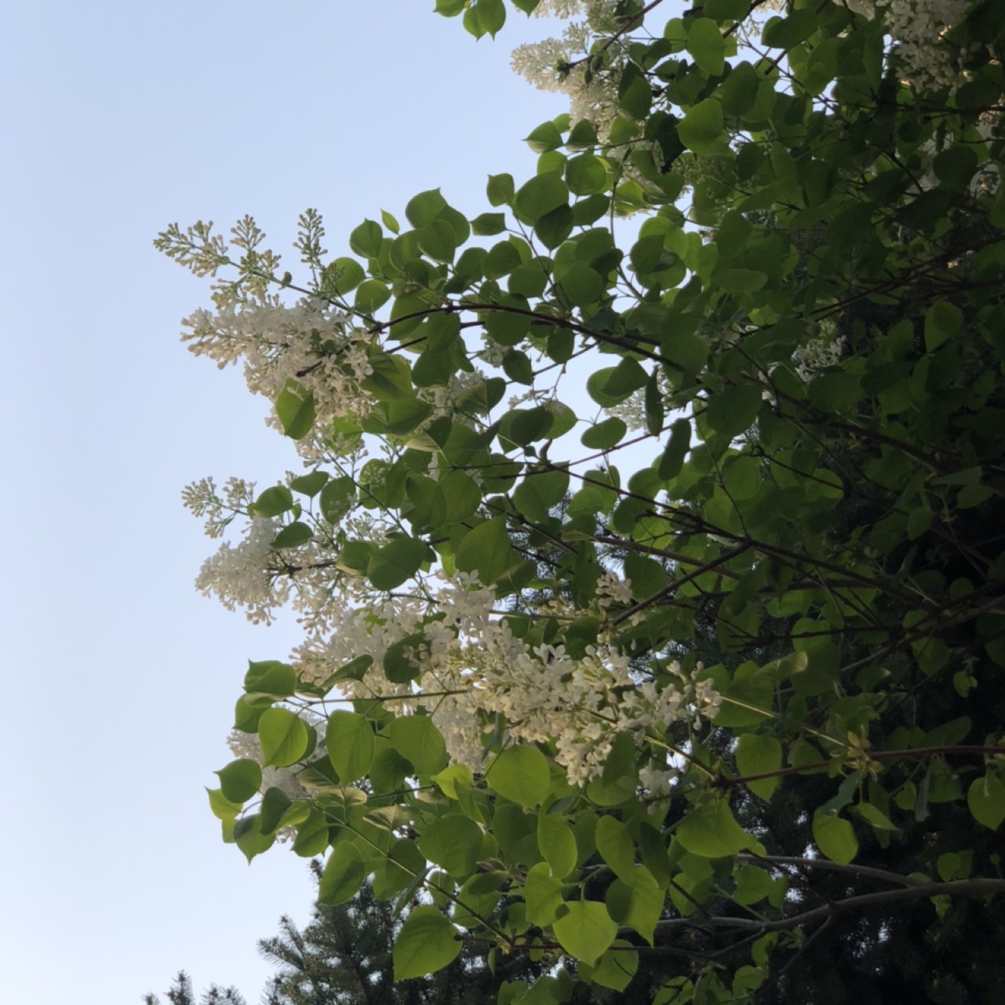 자V