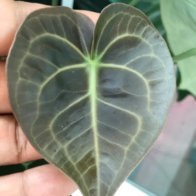 미드나잇
