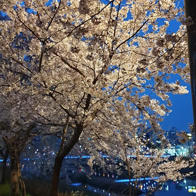 설레임