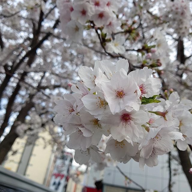 청담프로필 사진