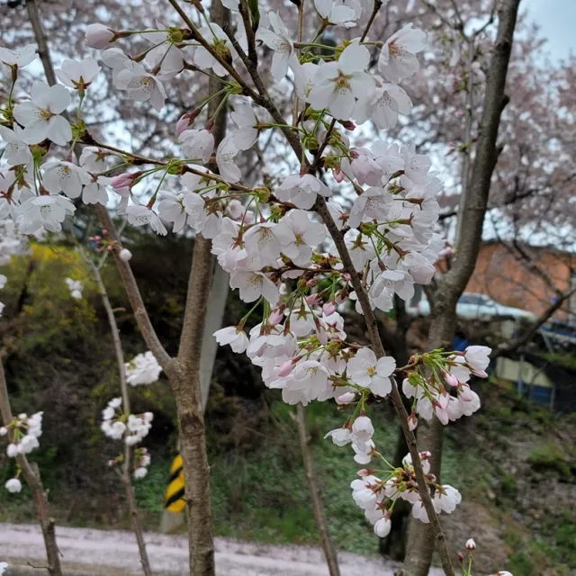 남매맘