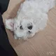 보리체리