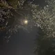시니
