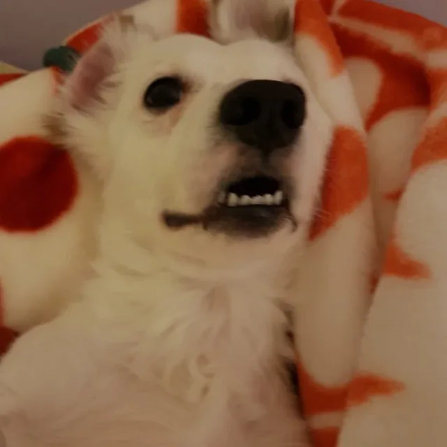 복동동