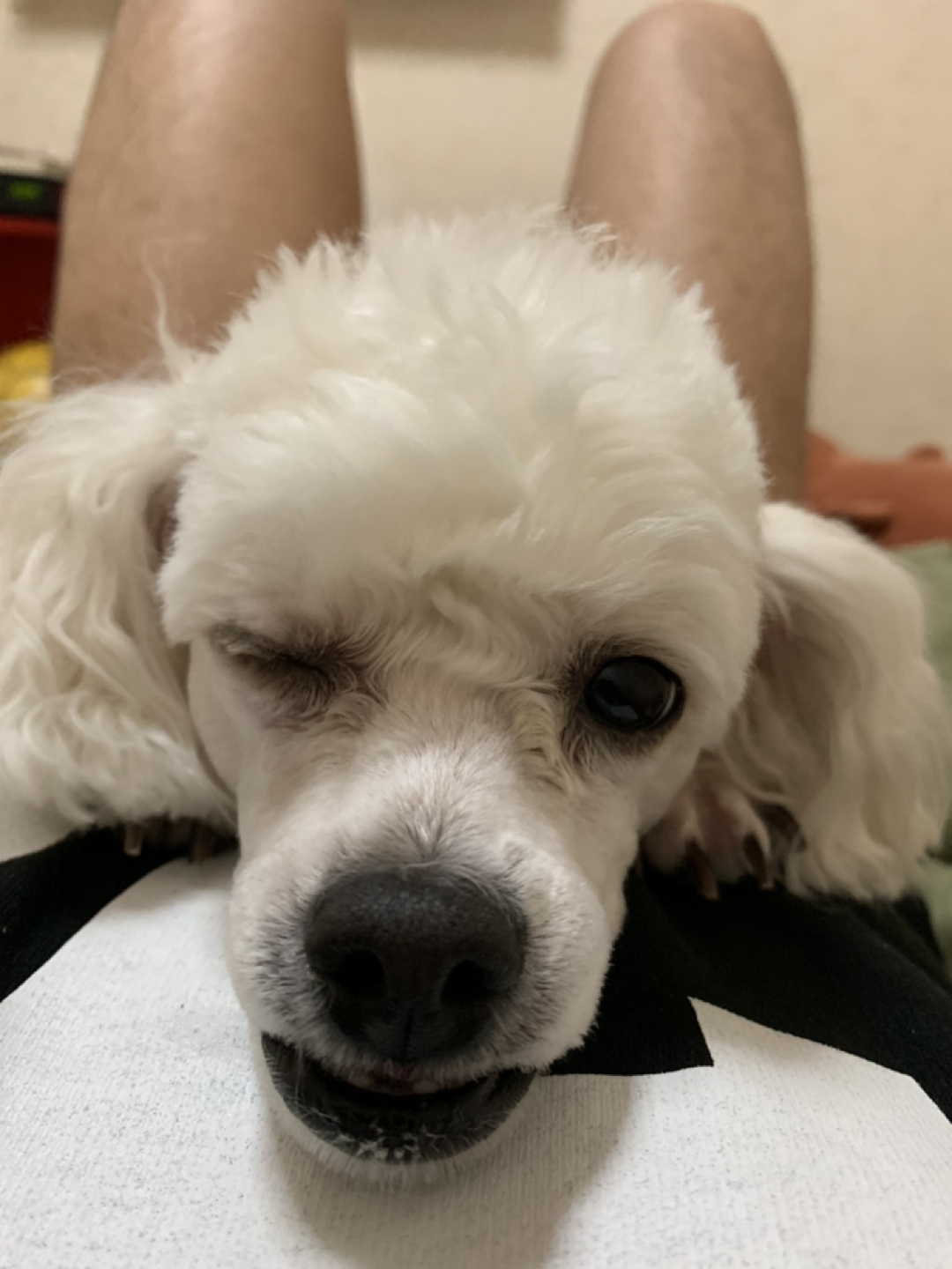 룰루오빠