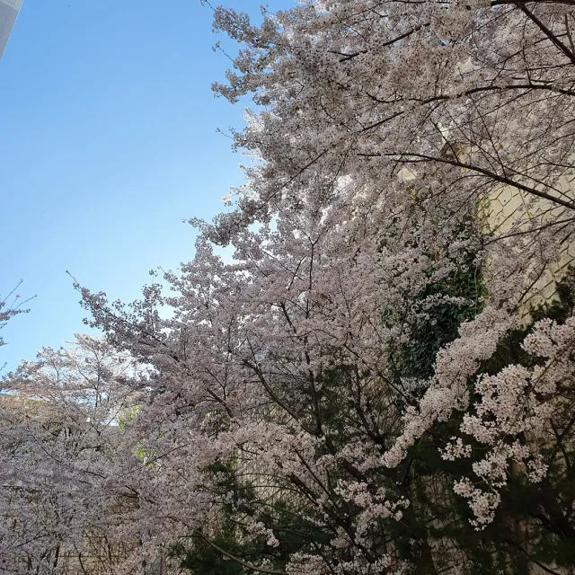 아침햇살
