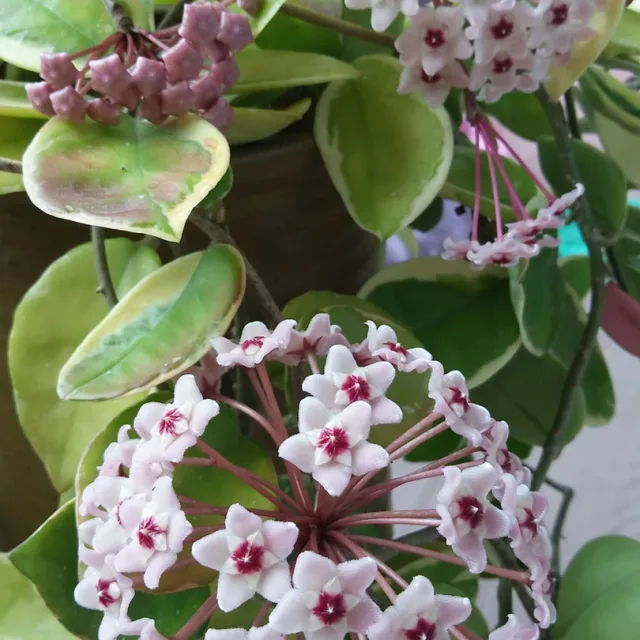 레이크
