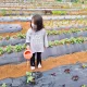 파파야