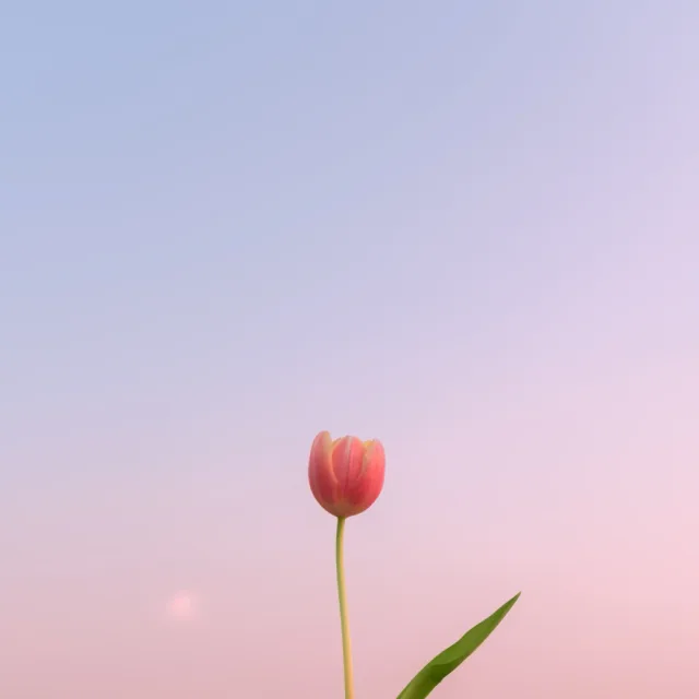 조청유과
