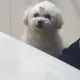 이든