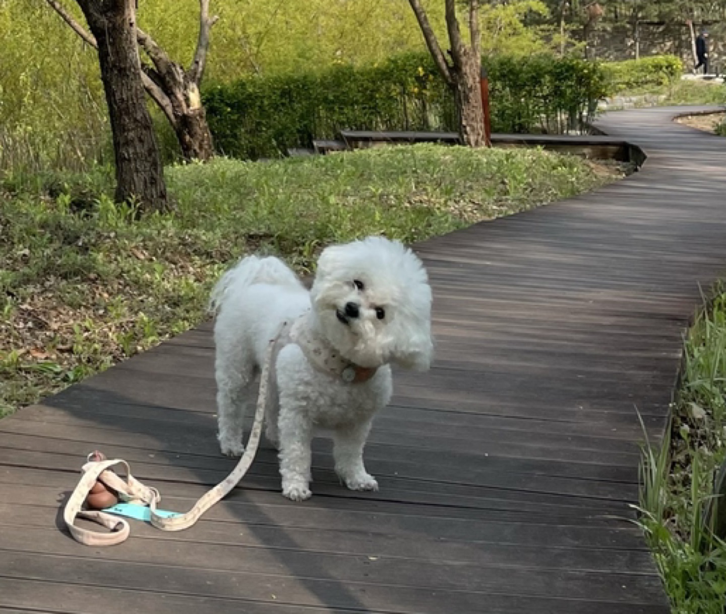 붕어