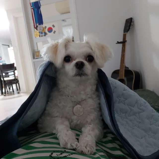 설이