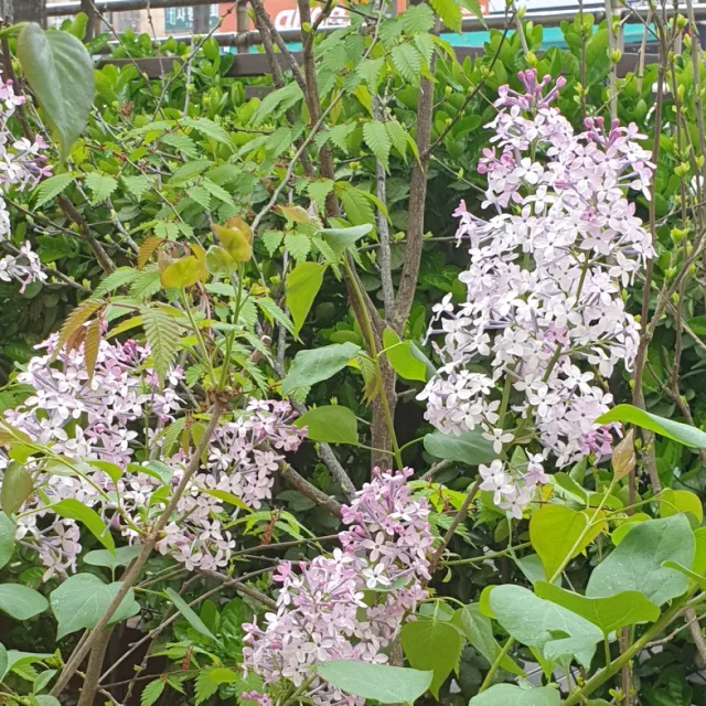 별주부