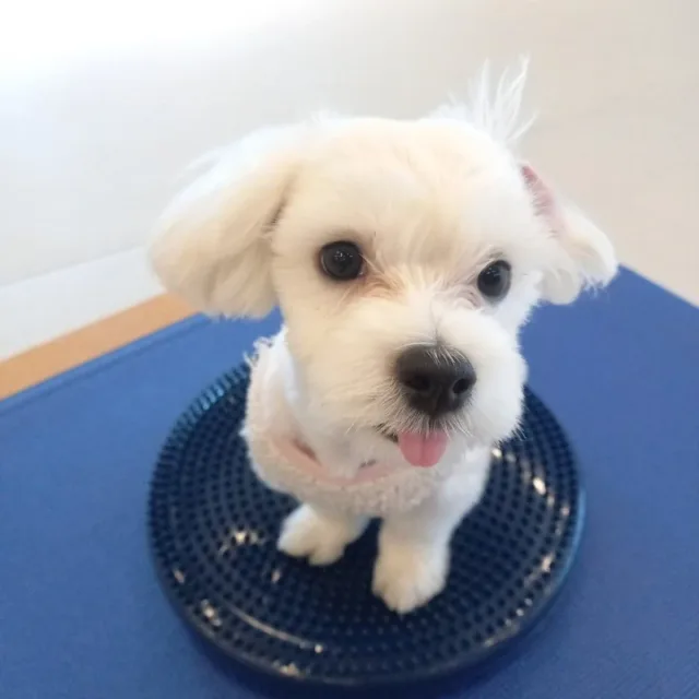 초롱