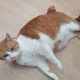 노랭이
