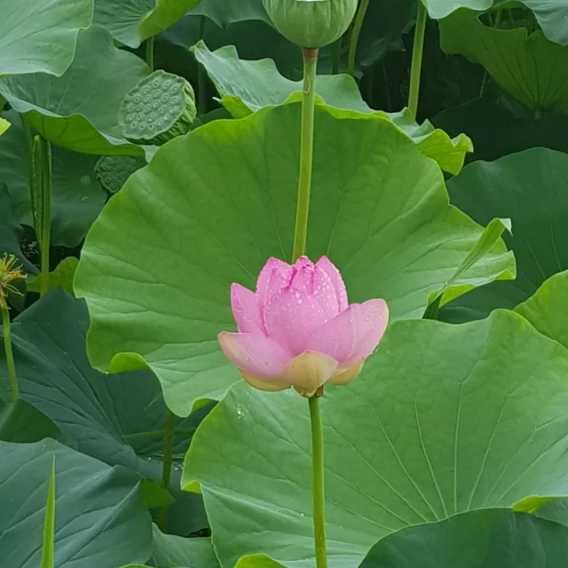 두리