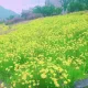 이슬공주