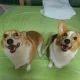 이지