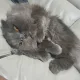 orky