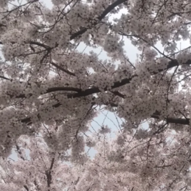 공주