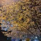 금붕어