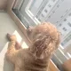 초코맘