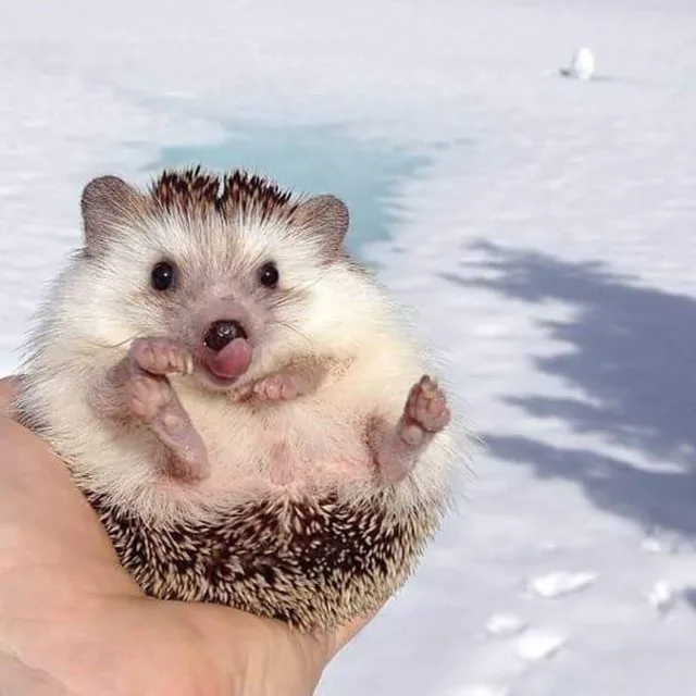 도치