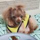 정신나간고양이