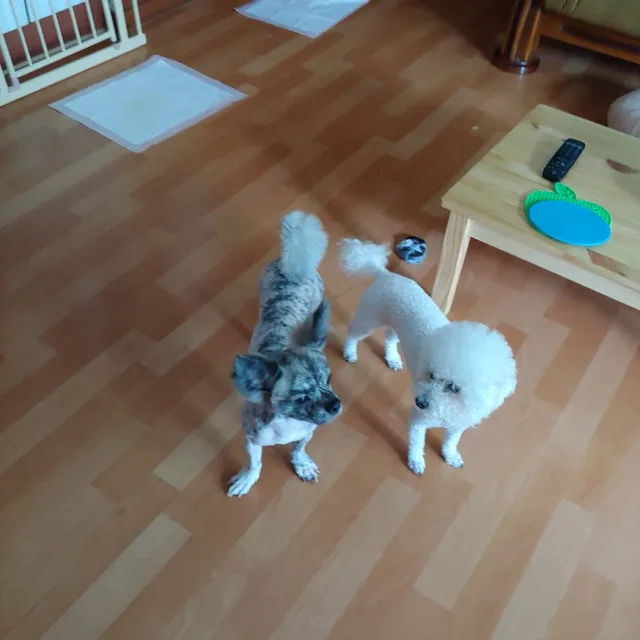 모카