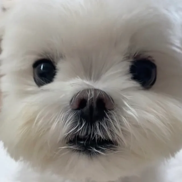 코코볼