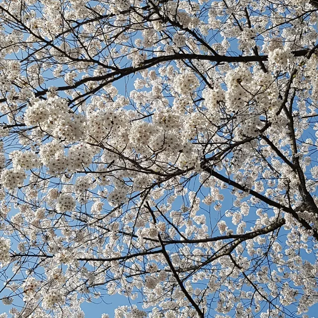 캐롯