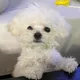 니요니요