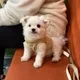 블리는네고중ovo