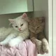 최프루푸룰
