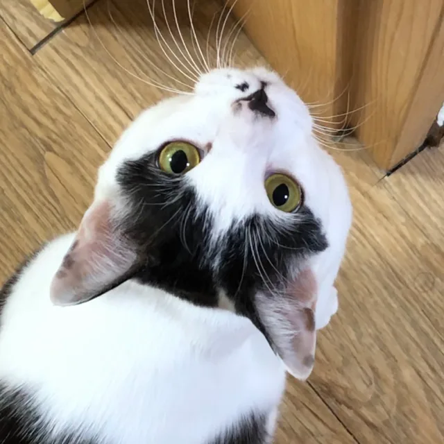 하루