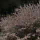 희콩