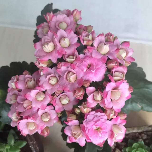 커피요정