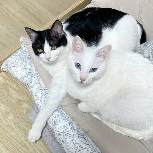 먀몌미