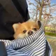 쿠차