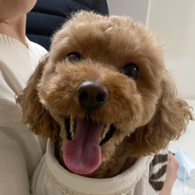 예쁜나무