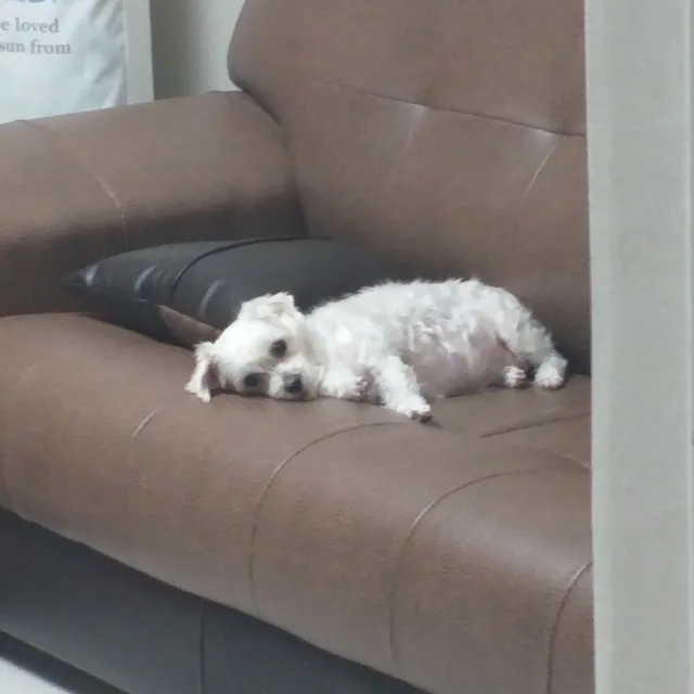 노땡스