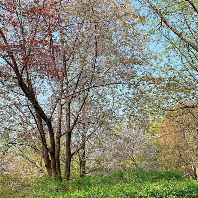 올리브