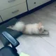 라니