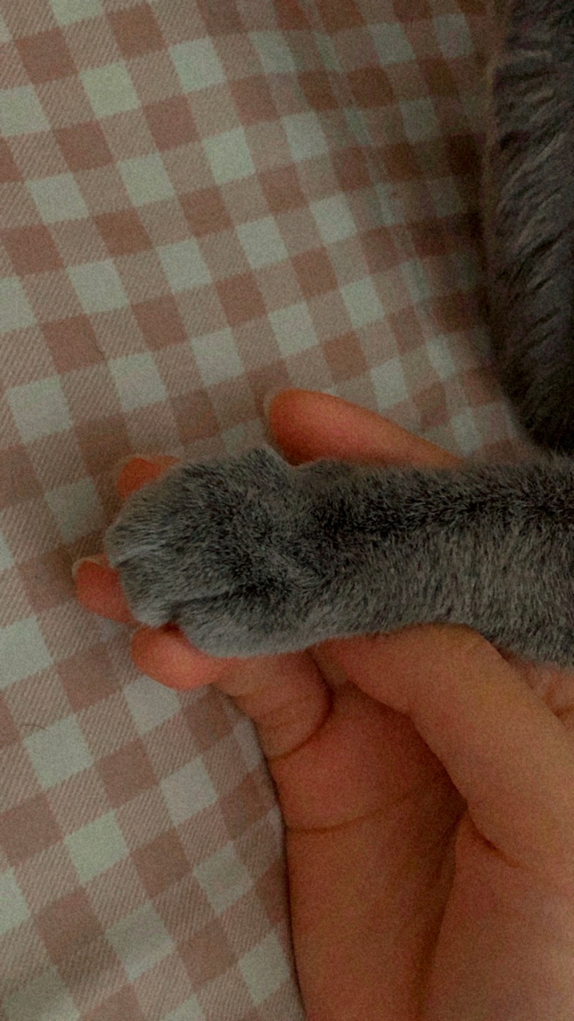 집사그램
