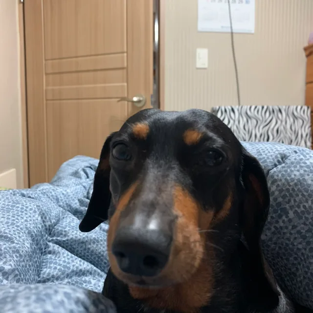 향단
