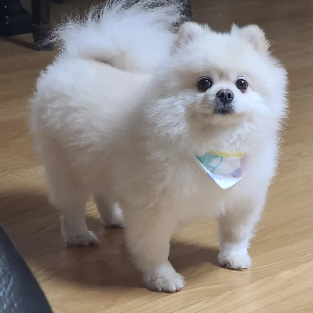 돼지감자