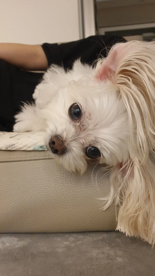 엘몽
